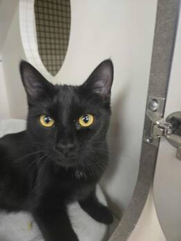 Rescue Domestic Short Hair Cats for Adoption in Clayton, California - Basset | PetCurious