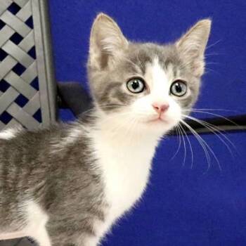 Mercury -  Domestic Short Hair Cat for Adoption in Midland, Texas - Mercury | PetCurious
