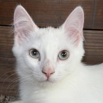 Dog Days of Summer -  Domestic Medium Hair Cat for Adoption in Boerne, Texas - Dog Days Of Summer | PetCurious