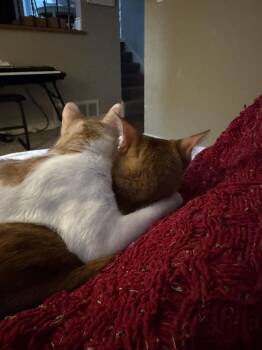Theo (+ Russell) -  Domestic Short Hair Cat for Adoption in Richmond Hill, Ontario - Theo (+ Russell) | PetCurious