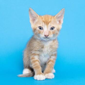 Skyler -  Domestic Short Hair Cat for Adoption in Franklin, Tennessee - Skyler | PetCurious