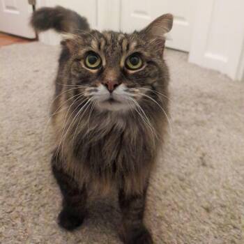 Rescue Domestic Long Hair Cats for Adoption in Mcdonald, Pennsylvania - Basil | PetCurious