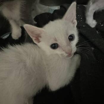 Desire -  Domestic Short Hair Cat for Adoption in Clearwater, Florida - Desire | PetCurious
