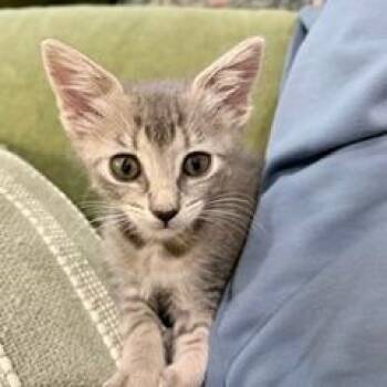 Fifa -  Domestic Short Hair Cat for Adoption in West Palm Beach, Florida - Fifa | PetCurious