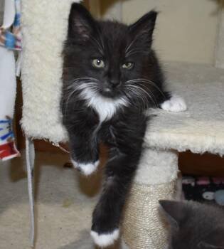 Tuxy (with Mousie) -  Domestic Medium Hair Cat for Adoption in Silverton, Oregon - Tuxy (with Mousie) | PetCurious