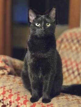 Rescue American Shorthair Cats for Adoption in Oconomowoc, Wisconsin - Cinder | PetCurious