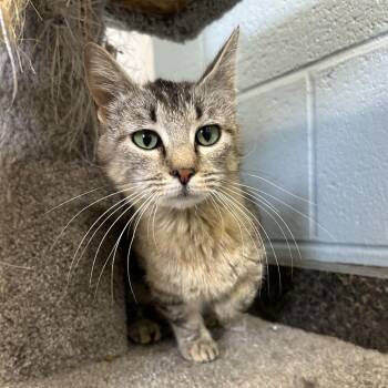 Miel -  Domestic Short Hair Cat for Adoption in Salt Lake City, Utah - Miel | PetCurious