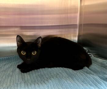 Rescue Domestic Short Hair Cats for Adoption in Sherwood, Oregon - Dancing Shoes | PetCurious