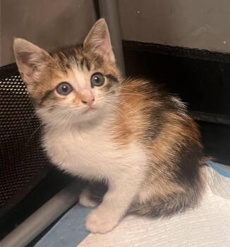 Bowie -  Domestic Short Hair Cat Available for Adoption in Salinas, California - Bowie | PetCurious