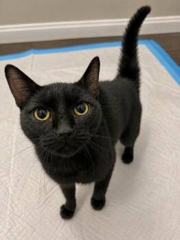 Nina -  Domestic Short Hair Cat for Adoption in Chicago, Illinois - Nina | PetCurious