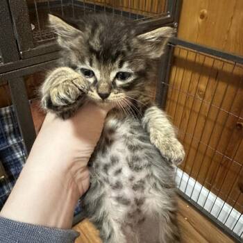 Norbert -  Domestic Medium Hair Cat for Adoption in Kenai, Alaska - Norbert | PetCurious