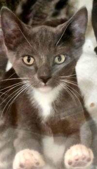 Boots -  Tuxedo and Domestic Short Hair Cat for Adoption in Walnut Creek, California - Boots | PetCurious