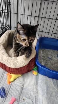 Tortoiseshell Cats Available for Adoption in Le Mars, Iowa - Zorrito | PetCurious