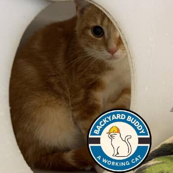 Domestic Short Hair Cats Available for Adoption in Gloucester, Virginia - Shindig | PetCurious