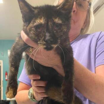 Boots and Sand -  Domestic Short Hair Cat for Adoption in Fredericksburg, Virginia - Boots And Sand | PetCurious