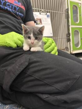 Domestic Short Hair Cats Available for Adoption in Indianapolis, Indiana - SPROUT | PetCurious