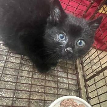 AJ -  Domestic Short Hair Cat for Adoption in Winchester, Virginia - AJ | PetCurious