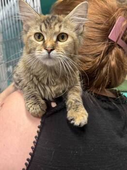 Ribbon of Highway -  Domestic Long Hair Cat for Adoption in Topeka, Kansas - Ribbon Of Highway | PetCurious