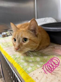 Peanut -  Domestic Short Hair Cat for Adoption - Peanut | PetCurious
