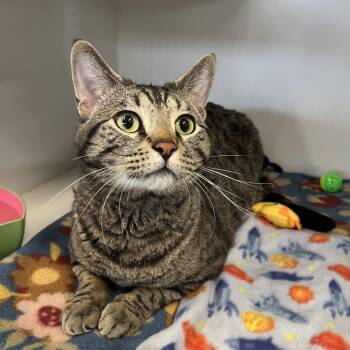 Domestic Short Hair Cats Available for Adoption in Oak Brook, Illinois - Tango | PetCurious