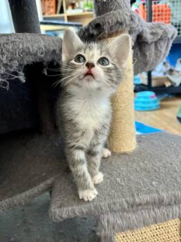 Ruth -  Domestic Short Hair and Tabby Cat for Adoption in Emerald Isle, North Carolina - Ruth | PetCurious