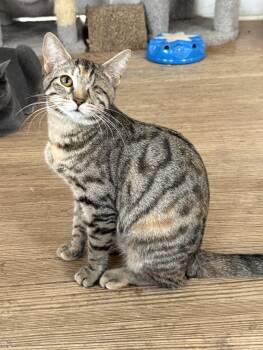 Domestic Short Hair Cats Available for Adoption in Shreveport, Louisiana - Francis | PetCurious