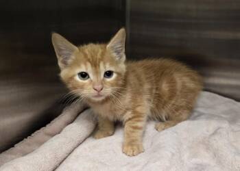Purrlock Holmes -  Domestic Short Hair Cat for Adoption in Dickson, Tennessee - Purrlock Holmes | PetCurious