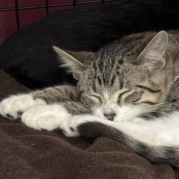 Xaden -  Domestic Short Hair Cat for Adoption in Bismarck, North Dakota - Xaden | PetCurious