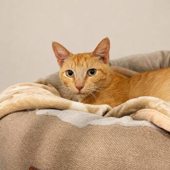 Ellie -  Domestic Short Hair Cat for Adoption in South Miami, Florida - Ellie | PetCurious