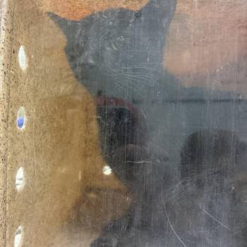 Vena -  Domestic Short Hair Cat for Adoption in Philadelphia, Pennsylvania - Vena | PetCurious