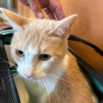 Winston -  Domestic Short Hair Cat for Adoption in Gloucester, Virginia - Winston | PetCurious