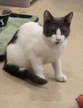 Sprinkles -  Domestic Short Hair Cat for Adoption in Henrietta, Texas - Sprinkles | PetCurious
