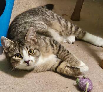 Domestic Short Hair Cats Available for Adoption in Newport, Kentucky - Olivia John Newton | PetCurious