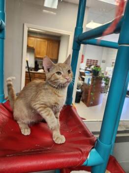 FOREST -  Domestic Short Hair and Tabby Cat for Adoption in Lexington, Tennessee - FOREST | PetCurious