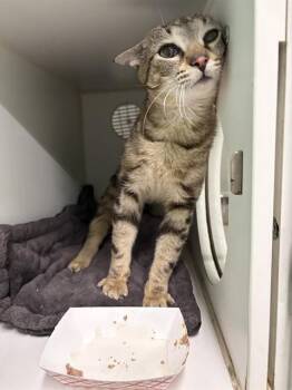 SHROTER -  Domestic Short Hair Cat for Adoption in Indianapolis, Indiana - SHROTER | PetCurious