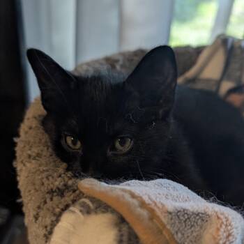 Sebastian C12564 -  American Shorthair Cat for Adoption - Sebastian C12564 | PetCurious