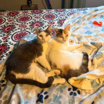 Magic -  Domestic Short Hair Cat for Adoption in Gibsonia, Pennsylvania - Magic | PetCurious
