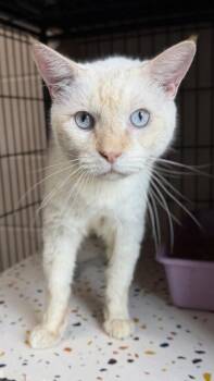 26-530 -  Domestic Short Hair Cat for Adoption in Barnesville, Georgia - 26-530 | PetCurious