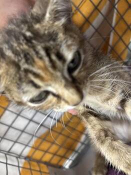 A185768 -  Domestic Short Hair Cat for Adoption in Pasadena, Texas - A185768 | PetCurious