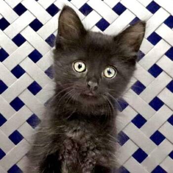 Devo -  Domestic Short Hair Cat for Adoption in Fort Davis, Texas - Devo | PetCurious