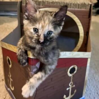 Chimera -  Domestic Short Hair Cat for Adoption in Atlanta, Georgia - Chimera | PetCurious