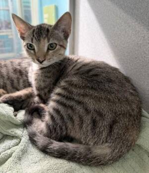 Shreako -  Domestic Short Hair Cat for Adoption in New Orleans, Louisiana - Shreako | PetCurious