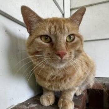 Zephyr -  Domestic Short Hair Cat for Adoption in Nashville, Tennessee - Zephyr | PetCurious