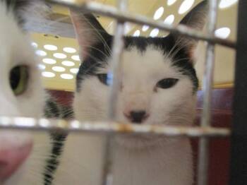 OREO -  Domestic Short Hair Cat for Adoption in Ocala, Florida - OREO | PetCurious