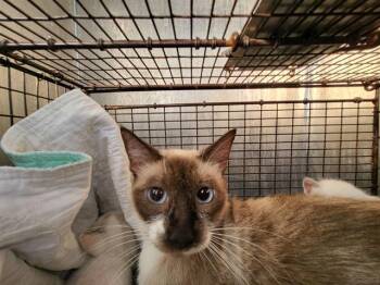 TORTILLA -  Siamese Cat for Adoption in San Antonio, Texas - TORTILLA | PetCurious
