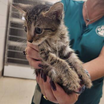SCFL-Stray-66394 -  Domestic Short Hair Cat for Adoption in Lake Panasoffkee, Florida - SCFL-Stray-66394 | PetCurious