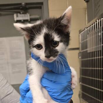 Moo -  Domestic Short Hair Cat for Adoption in Concord, North Carolina - Moo | PetCurious