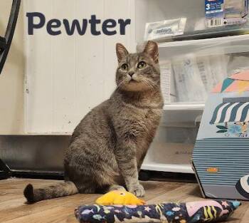 Domestic Short Hair Cats Available for Adoption - Pewter | PetCurious