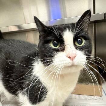 Emma -  Domestic Short Hair Cat for Adoption in Brentwood, Missouri - Emma | PetCurious