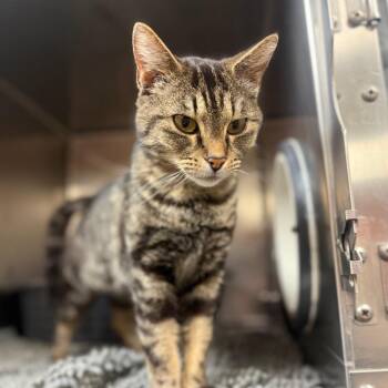 Lynx - Sweet & Serene -  Domestic Short Hair Cat Available for Adoption in Flagstaff, Arizona - Lynx - Sweet & Serene | PetCurious